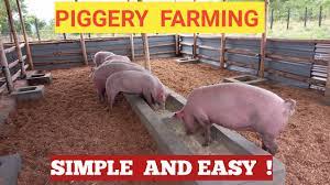 How To Start A Pig Farm Business As A Beginner! ( Detailed ) - Youtube