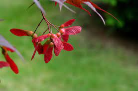 Maybe you would like to learn more about one of these? Japanese Maple Seeds Asknature