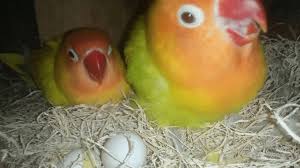 We did not find results for: 8 Cara Lovebird Bertelur Banyak Dan Menguntungkan Arenahewan Com
