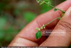 Image result for Phyllanthus tenellus