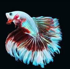 We did not find results for: 91 Animasi Ikan Cupang Bergerak Cikimm Com