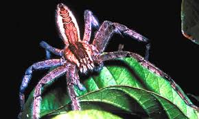 These signs include muscle pain and cramping, vomiting, diarrhea, tremors. Huntsman Spider Facts Bite Habitat Information