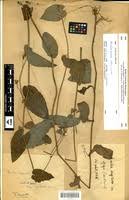 Image result for Emilia jeffreyana