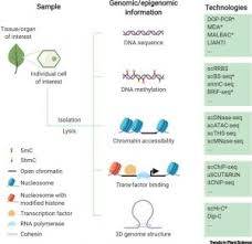 Maybe you would like to learn more about one of these? Plantae Review Single Cell Genomics And Epigenomics Technologies And Applications In Plants Trends Plant Sci Plantae