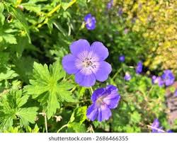 Image result for Geranium bohemicum Orhcid Blue