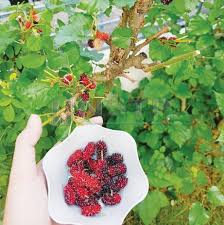 Video ini menunjukkan bagaimana kaedah penanaman pokok hybrid di dalam pasu. Peruntukkan Masa Untuk Berkebun