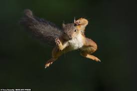 Photographer Captures Daredevil Red Squirrel Flying Through The Air Squirrel Pictures Red Squirrel Squirrel Funny
