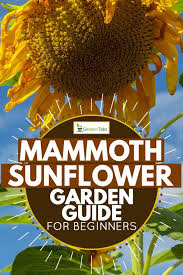 If you are unsure of the size, go for a larger pot. How To Grow Mammoth Sunflowers Garden Guide For Beginners Garden Tabs