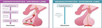 We did not find results for: Perbedaan Kelenjar Hipofisis Anterior Dan Posterior Perbedaan