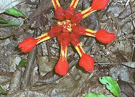 Image result for Etlingera