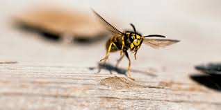 How much does it cost to exterminate wasps and for nest removal? Wasp Removal Perth Best Eco Friendly Swarm Nest Removal Swat A Pest