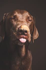 Each pup's personality presented their own specific training requirements and i love that debbie's variety of classes offered exactly what each one needed to become well. Pin By Maria Santiago On Jessica Coleman Photography Dog Photography Dogs Pet Dogs