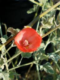 Image result for Palisota ambigua