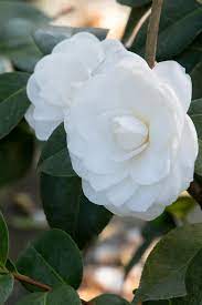 Nuccio S Gem Camellia Monrovia Nuccio S Gem Camellia In 2020 Camellia Monrovia Shade Plants