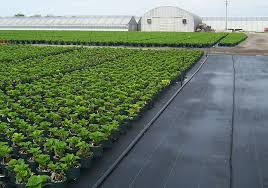 Maybe you would like to learn more about one of these? Ground Cover Gintec Shade Technologies