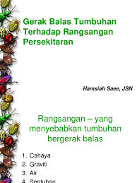 Tumbuhan juga bergerak ke arah rangsangan tetapi gerak balasnya lebih perlahan dan kurang nyata. Gerak Balas Tumbuhan Bio