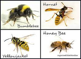 What S With All The Bees Sting Prevention And Remedies Bee Keeping Bee Types Of Bees