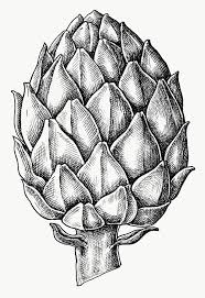 Black And White Illustration Png Hand Drawn Fresh Artichoke In Black And White Transparent Png Free Image By Rawpixel Com How To Draw Hands Botanical Line Drawing Stock Images Free
