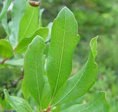 Shaded area represents potential foliage. Morella Caroliniensis Small Bayberry Go Botany