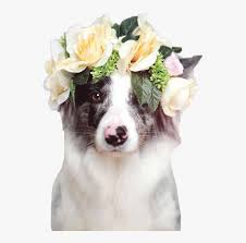 Check spelling or type a new query. Aesthetics Flowercrown Flower Dog In Flowers Wallpaper Iphone Png Image Transparent Png Free Download On Seekpng