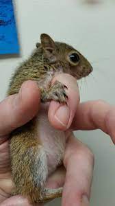 Human Breast Milk Fed Baby Squirrel Has Bloat
