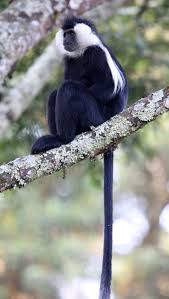 Image result for Oldenlandia angolensis