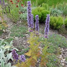 Agastache Rugosa X Foeniculum