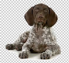 Why buy a german shorthaired pointer puppy for sale if you can adopt and save a life? German Shorthaired Pointer Puppy Hunting Png Clipart Animals Bird Dog Braque D Auvergne Breed Breed Club