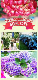 Bonsai 50 Pcs Multiple Color Choice Hydrangea Seeds Perennial Flower Plant Hydrangea Balcony Plant Planting Hydrangeas Flowers Perennials Hydrangea Seeds