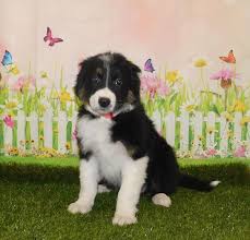 Check spelling or type a new query. Border Collie Puppies Monroeville Pa Petland Monroeville