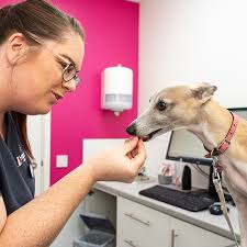 Harrison Family Vets Reading achieves UK's 'Fear Free' first