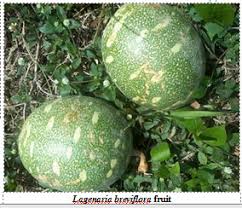 Image result for Lagenaria breviflora