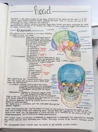 Studytime Studynotes Study Estudio Studyblr Nursing School Notes Science Notes Medicine Notes