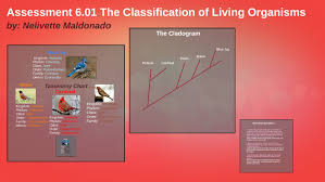 Assessment 6 01 The Classification Of Living Organisms By