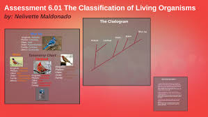 assessment 6 01 the classification of living organisms by