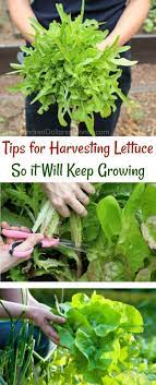 Tips For Harvesting Lettuce So It Will Keep Growing One Hundred Dollars A Month How To Harvest Lettuce Organic Gardening Tips Growing Lettuce