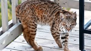 The belly is white with black spots. Exotic Pet Care Bobcats As Pets Pethelpful