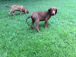 Coonhounds are trustworthy, gentle, and easygoing dogs. Redbone Puppies For Sale Arkansas Hunting