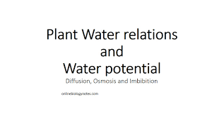 Jul 21, 2021 · to understand how a plant cell becomes either flaccid or turgid, we must first understand the concepts of osmosis and tonicity. Plant Water Relations And Water Potential Diffusion Osmosis And Imbibition Online Biology Notes