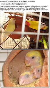 Because shipping has been limited. Breeding Lovebirds Beauty Of Birds
