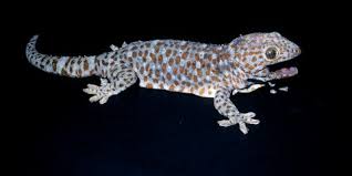 14.) as a defense, these geckos can drop their tail in what is called autotomy. Tokay Gecko Smithsonian S National Zoo