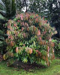 Image result for Monodora