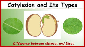 Sheep Diseases | Ppt