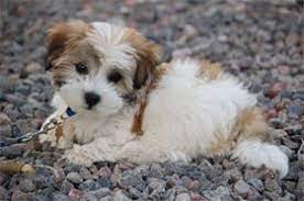 We did not find results for: Pure Breed Havanese Previous Puppies Chanhassen Mn Havanese Puppies Cute Small Dogs Puppies