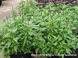 Image result for Ocimum basilicum