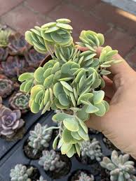 Image result for Crassula alticola