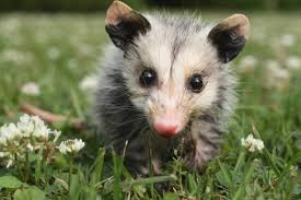 Are possums dangerous to humans or pets? Opossums Wild Animals News Facts By World Animal Foundation