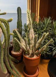 Image result for Adenolobus pechuelii