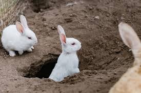 A boy rabbit needs a good sounding masculine name or at the least, one that describes some of his moves. The 215 Best Cute Cool Rabbit Name Ideas In 2021 We Re All About Pets