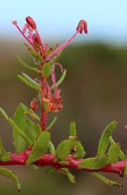 Image result for Laurembergia tetrandra